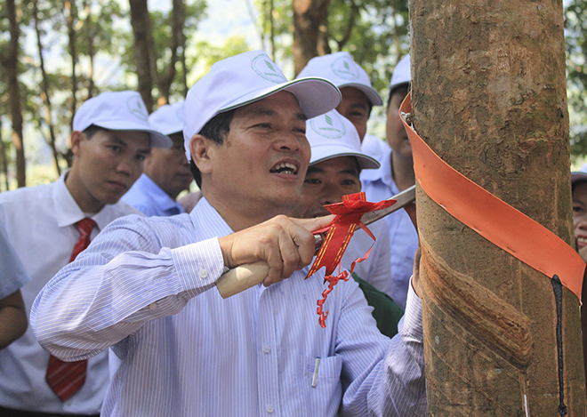 Ông Đỗ Ngọc An, Chủ tịch UBND tỉnh Lai Châuthực hiện nghi thức cạo mủ cho cây cao su. Ảnh Trần Vương
